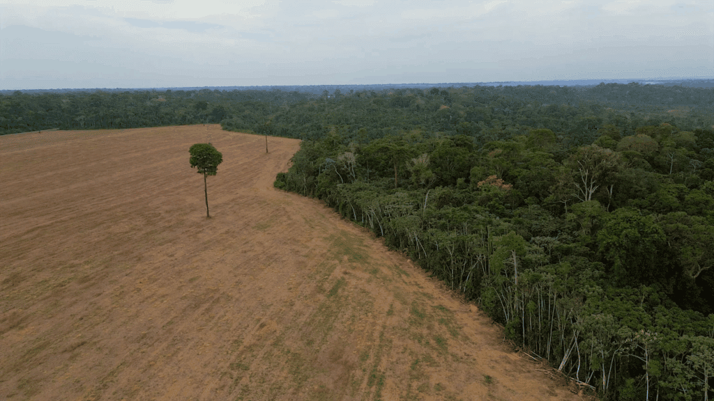 Brazil’s Amazon rainforest at risk as key protection under threat